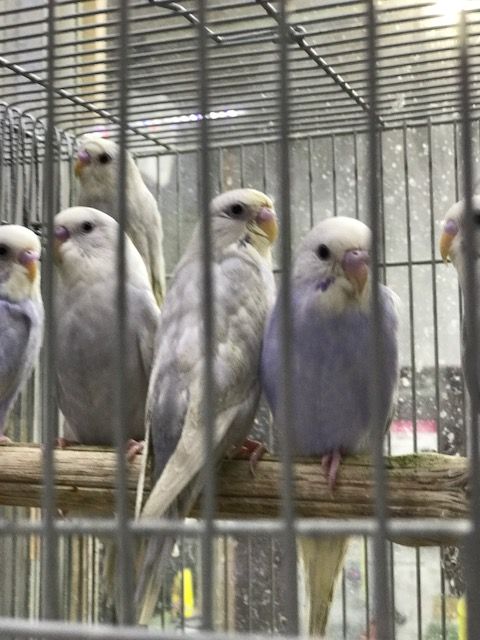 日記 無類の鳥好きのブログ 日記 無類の鳥好きのブログ