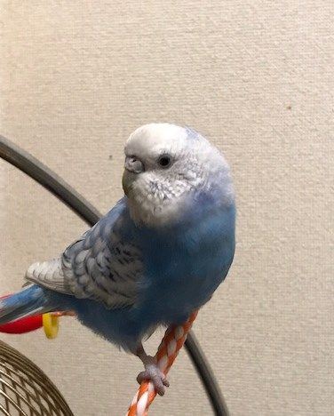 日記 無類の鳥好きのブログ 日記 無類の鳥好きのブログ