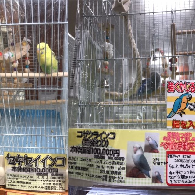 日記 無類の鳥好きのブログ 日記 無類の鳥好きのブログ