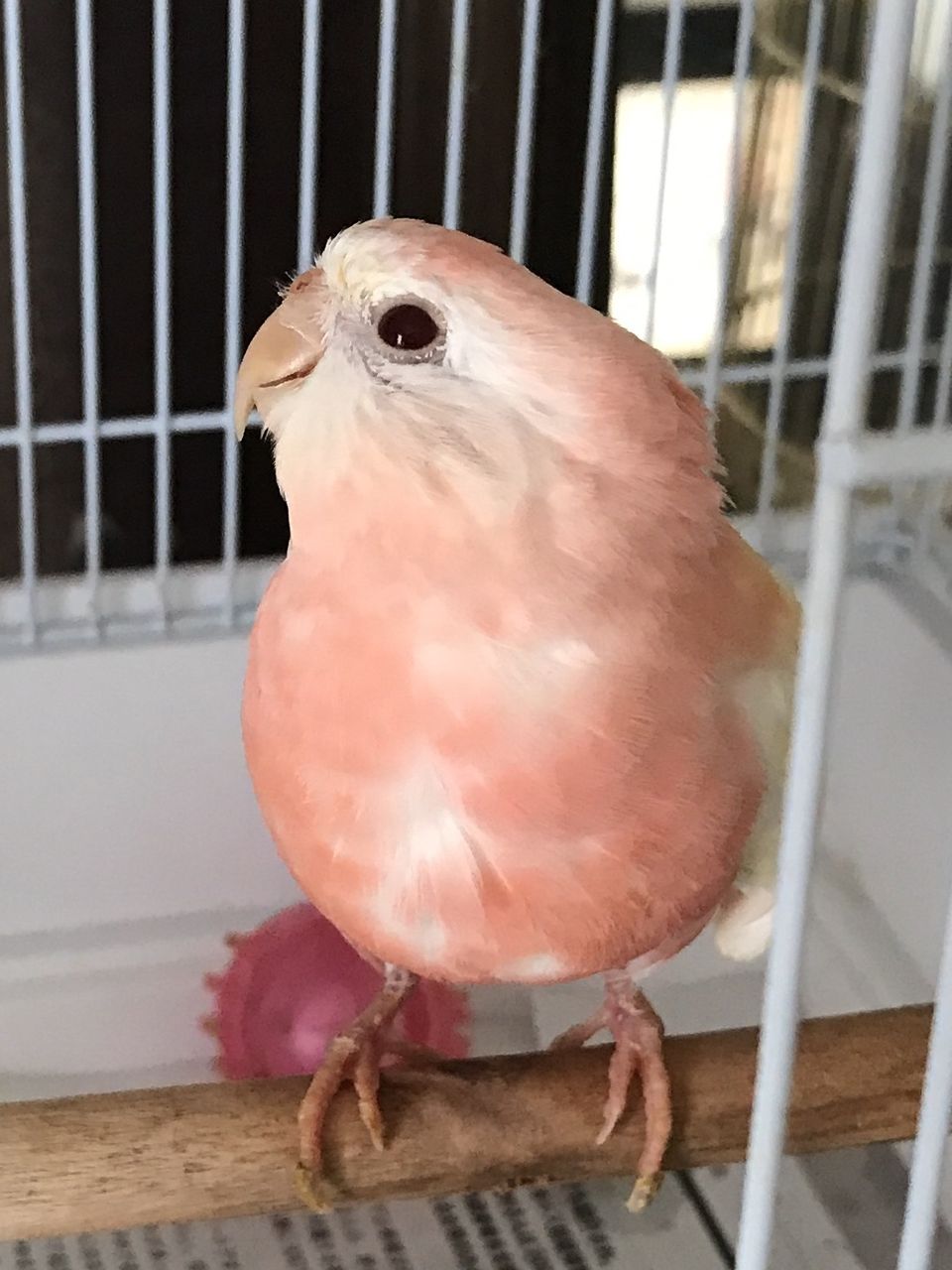 日記 無類の鳥好きのブログ