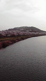 船岡城址 桜1