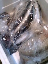 南三陸町産の魚介達