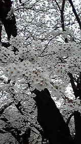 船岡城址 桜2