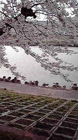 船岡城址 桜3