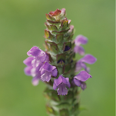 ヒュッテ資料_ウツボグサ