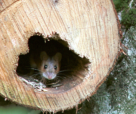 ヒュッテ資料_ヒメネズミ