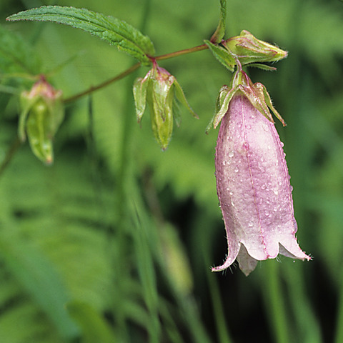 ヒュッテ資料_ホタルブクロ