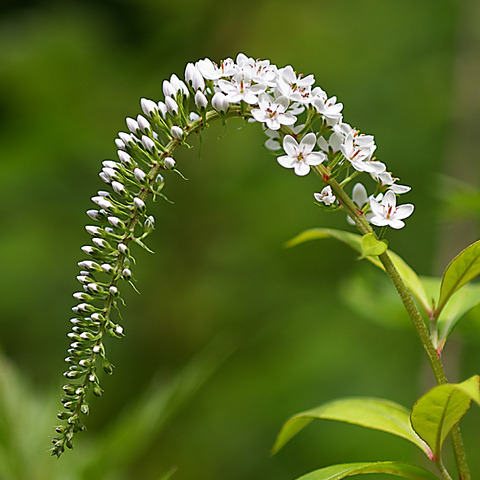 ヒュッテ資料_トラノオ
