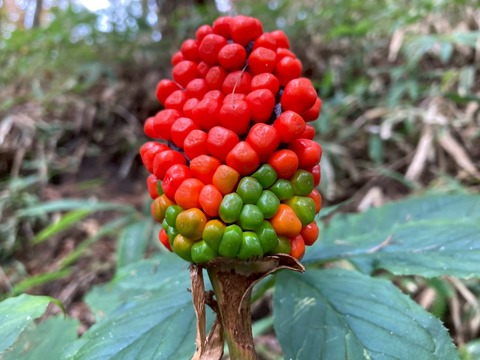 LINE_ALBUM_20251012.13_251207_11