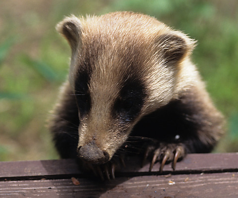 ヒュッテ資料_アナグマ