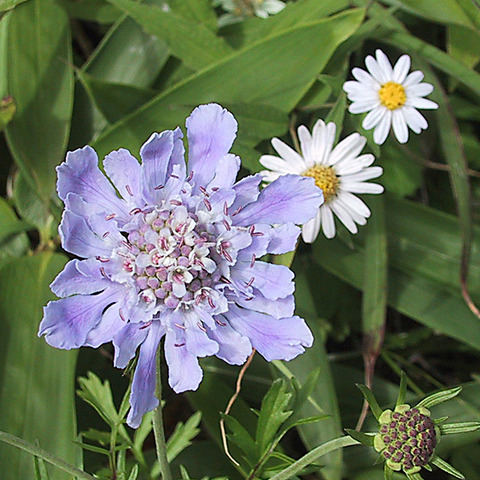 ヒュッテ資料_マツムシソウ