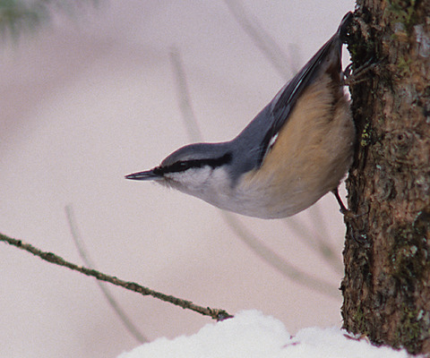 ヒュッテ資料_ゴジュウカラ