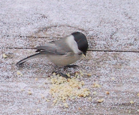 ヒュッテ資料_コガラ