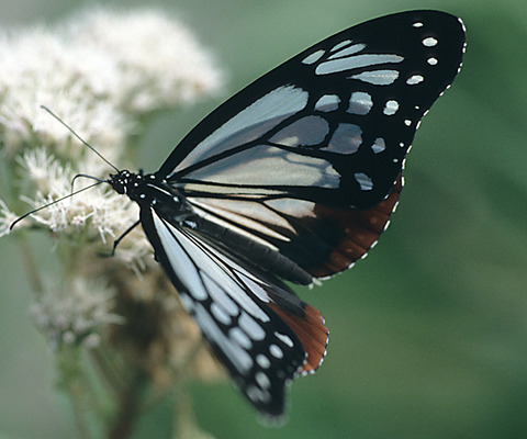 ヒュッテ資料_アサギマダラ