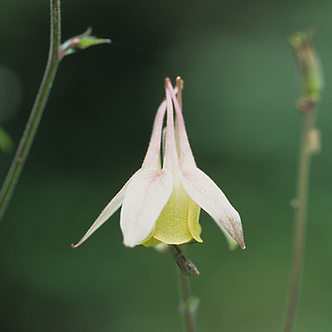 ヒュッテ資料_ヤマオダマキ