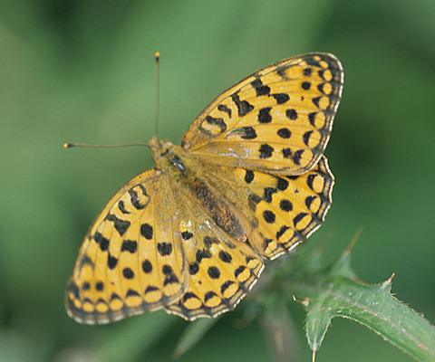 ヒュッテ資料_ヒョウモンチョウ
