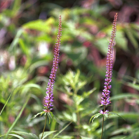 ヒュッテ資料_クガイソウ