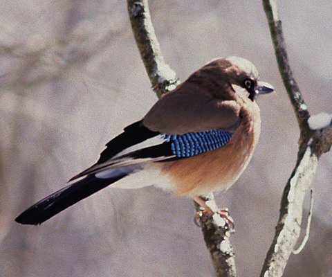 ヒュッテ資料_カケス