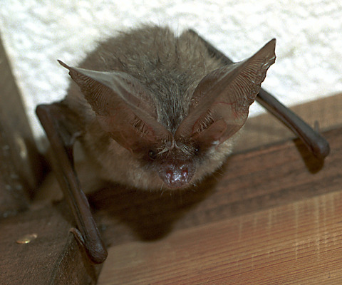 ヒュッテ資料_ウサギコウモリ