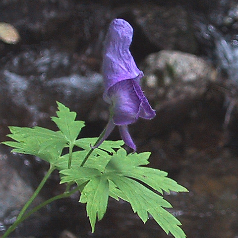 ヒュッテ資料_トリカブト