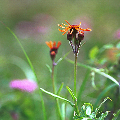 ヒュッテ資料_コウリンカ