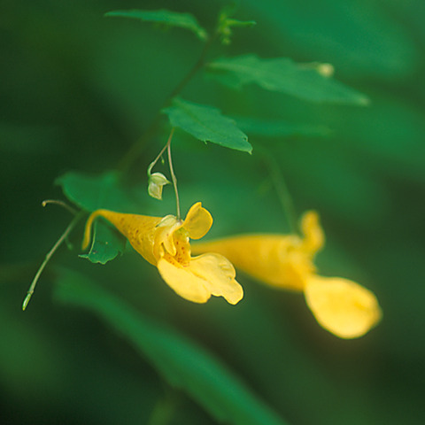 ヒュッテ資料_キツリフネ