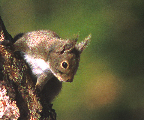 ヒュッテ資料_ホンドリス