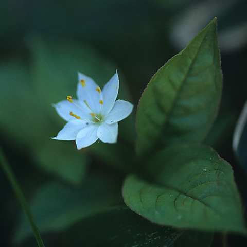 ヒュッテ資料_ツマトリソウ
