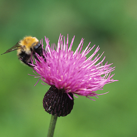 ヒュッテ資料_ノアザミ