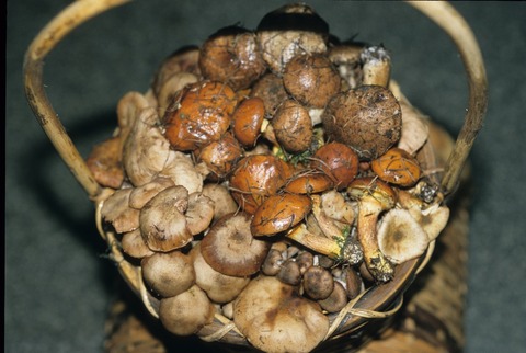 ヒュッテ資料_きのこ