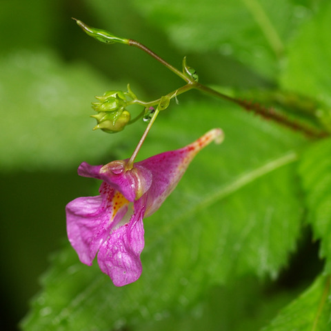 ヒュッテ資料_ツリフネソウ