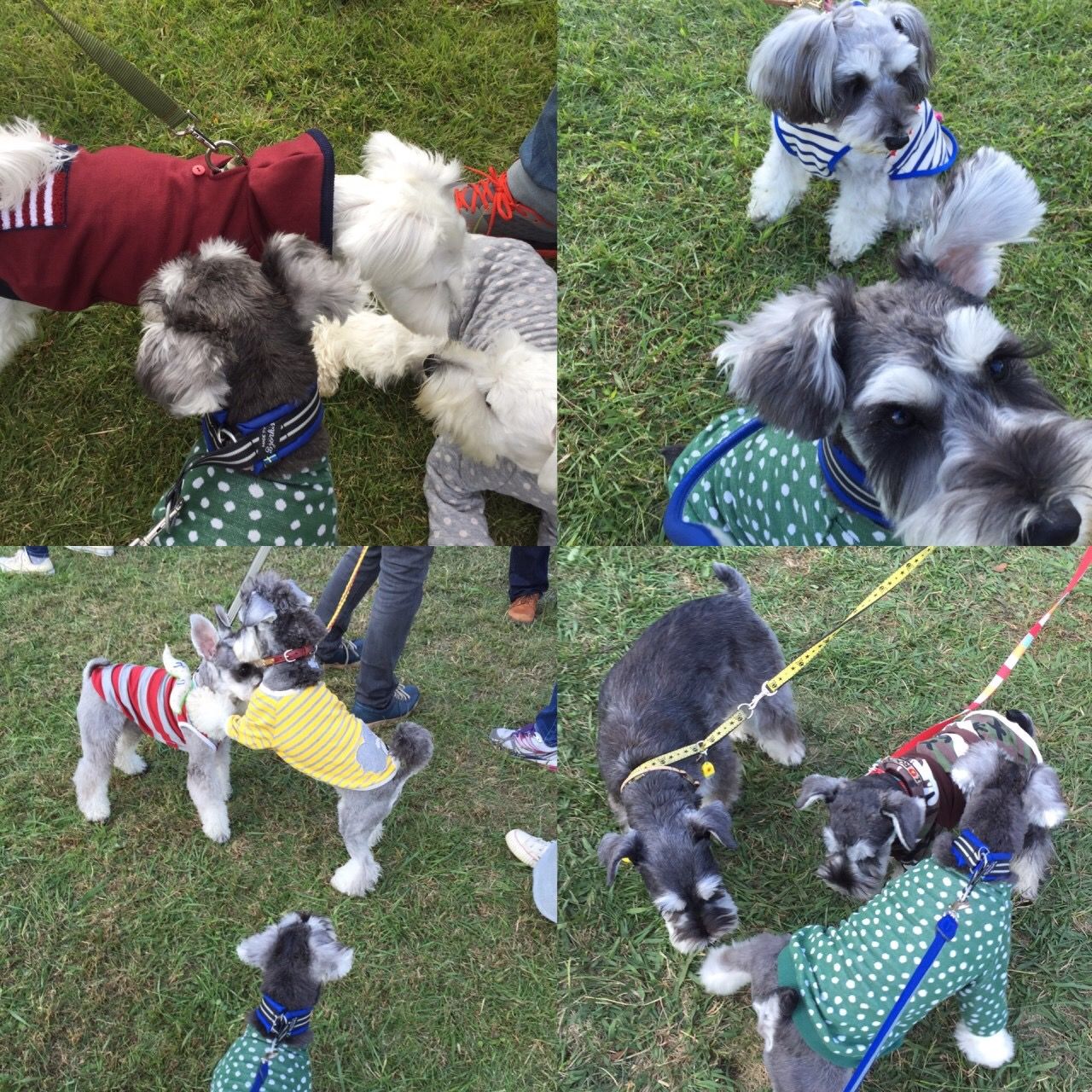 髭犬祭 お疲れ様でした Mシュナ むさしとたき介のblog 髭犬祭 お疲れ様でした Mシュナ むさしとたき介のblog