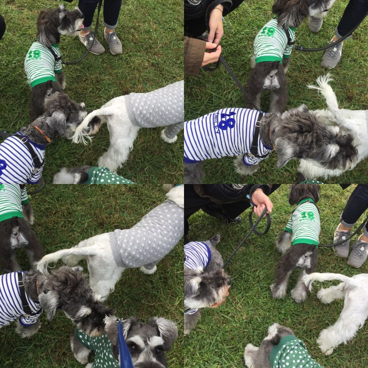 髭犬祭 お疲れ様でした Mシュナ むさしとたき介のblog 髭犬祭 お疲れ様でした Mシュナ むさしとたき介のblog