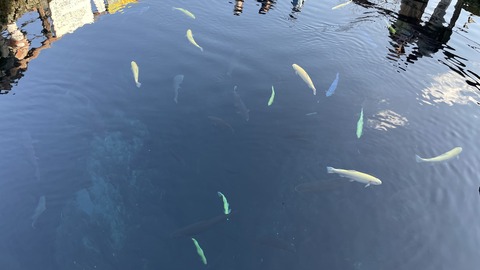 034BC944-9FF8-4567-8880-44849CEBF7CE