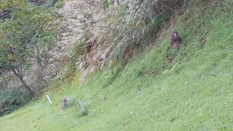 サル3