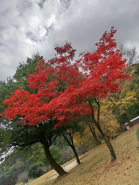 こだま神川4