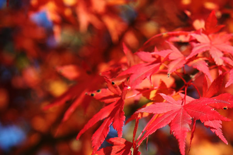 紅葉_1~1