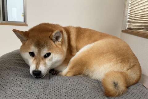 いらいらめんま