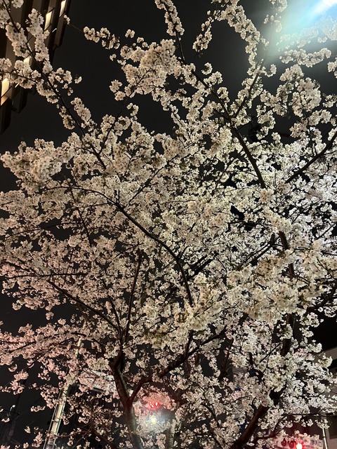 sakura