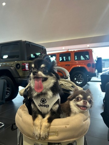インスタ　チワワ