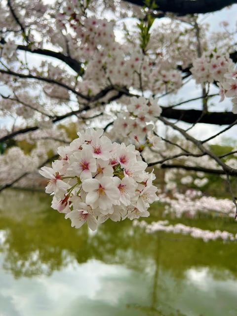 金子さん🌸