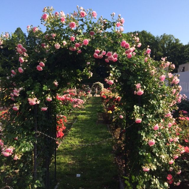 春のバラフェスタ 神代植物公園 Jeep武蔵野 Don T Miss It 春のバラフェスタ 神代植物公園 Jeep武蔵野 Don T Miss It