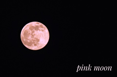pink moon