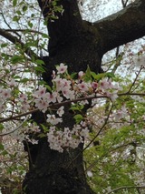 桜写真-63