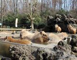 capybara-spa20130407