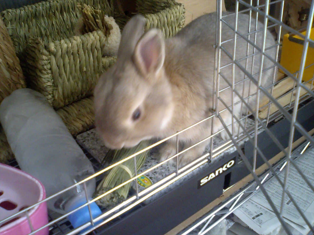 ニートうさぎ 筋太郎 ｍｕｓｃｌｅ アニマルパーク ｱﾒﾘｶﾝﾗﾋﾞｯﾄとﾌﾚﾝﾁﾌﾞﾙﾄﾞｯｸﾞのお部屋 筋と腱はつながっています