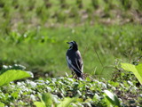 IMG_0418