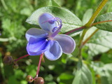 IMG_0007(1)