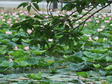 IMG_0003