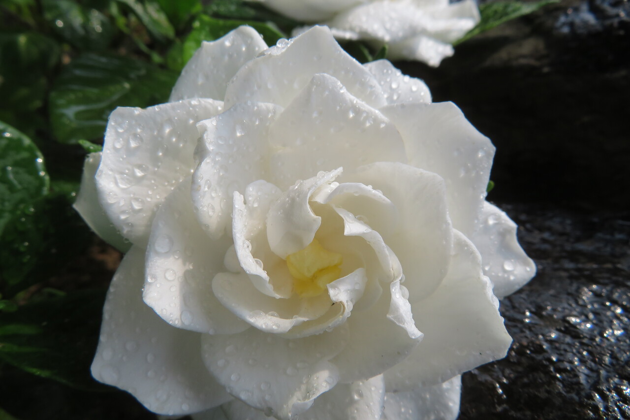 満月にクチナシの花が咲きました ヒントが生まれるスピリチュアルno1ブログ